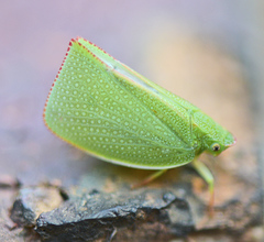 Siphanta acuta