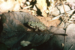 Pelodytes punctatus