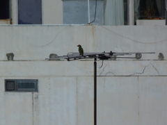 Psilopogon haemacephalus