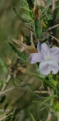 Barleria rigida