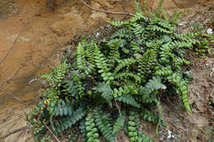 Blechnum blechnoides