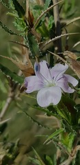Barleria rigida