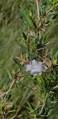 Barleria rigida