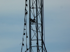 Gracupica nigricollis