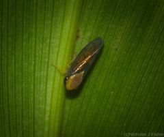 Eutartessus gressitti