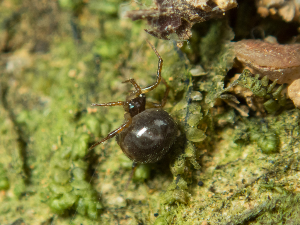 Parasteatoda angulithorax