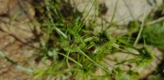 Cyperus hystricoides
