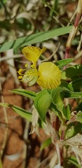 Commelina africana barberae
