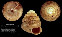 Punctidae