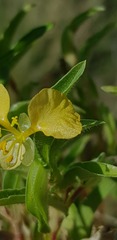 Commelina africana barberae
