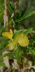 Commelina africana barberae