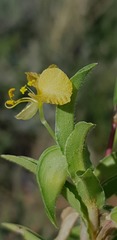 Commelina africana barberae