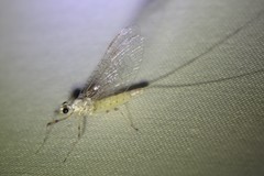 Maccaffertium mediopunctatum