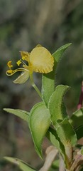 Commelina africana barberae