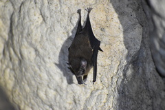 Balantiopteryx io