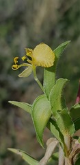Commelina africana barberae