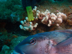 Desmacidon mamillatum