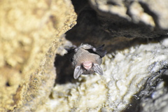 Balantiopteryx io