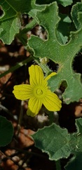 Cucumis africanus