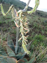 Aloe verdoorniae