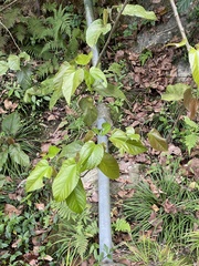 Byttneria grandifolia