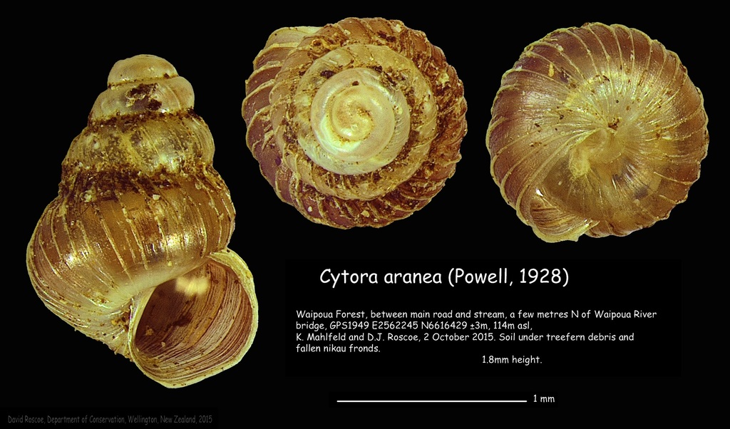 Cytora aranea