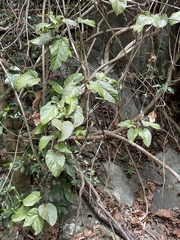 Byttneria grandifolia