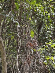 Byttneria grandifolia