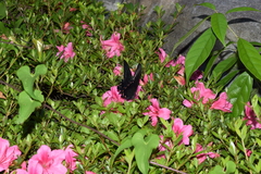 Papilio dehaanii