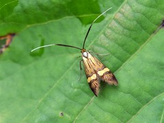Nemophora degeerella
