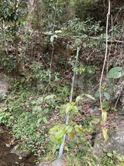 Byttneria grandifolia