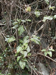 Byttneria grandifolia