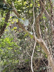 Byttneria grandifolia