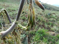 Aloe verdoorniae