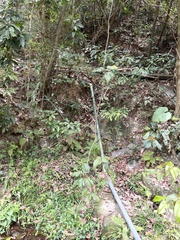 Byttneria grandifolia
