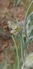Gomphocarpus tomentosus tomentosus