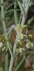 Gomphocarpus tomentosus tomentosus