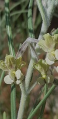 Gomphocarpus tomentosus tomentosus