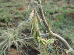 Aloe verdoorniae