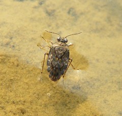 Saldula saltatoria