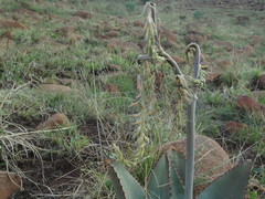 Aloe verdoorniae