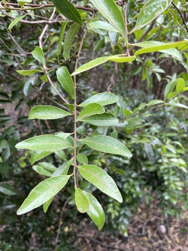 Scolopia oldhamii iNat (1)