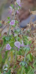 Ocimum americanum americanum