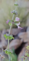 Ocimum americanum americanum