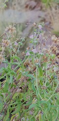 Ocimum americanum americanum