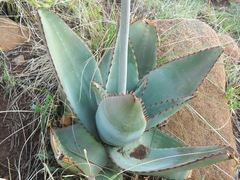 Aloe verdoorniae