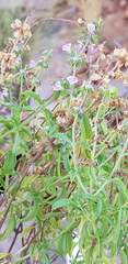 Ocimum americanum americanum