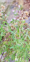 Ocimum americanum americanum