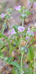 Ocimum americanum americanum