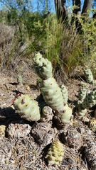 Tephrocactus articulatus